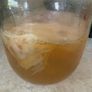 Organic Kombucha SCOBY and starter tea Image 2