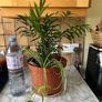 plant parlor palm with spider plant Image 2
