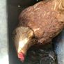 poultry Image 2