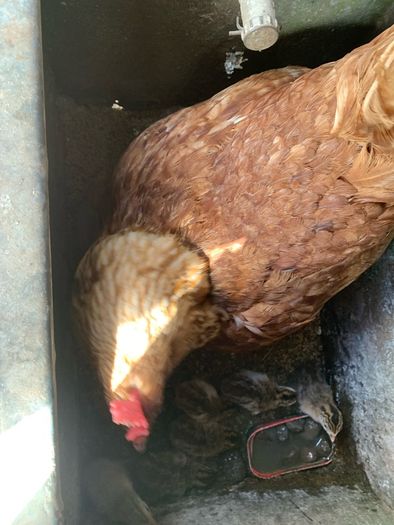 poultry
