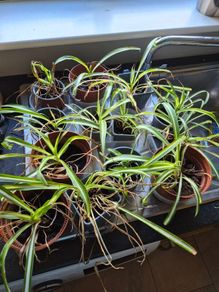 House plants