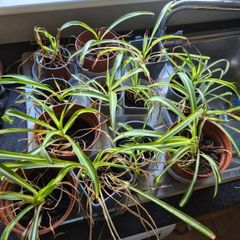 House plants