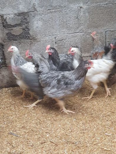 Pullets/hens/roosters/point of lay/