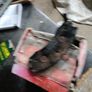 Brakepads Image 7