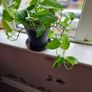 Devil's Ivy plant Image 2