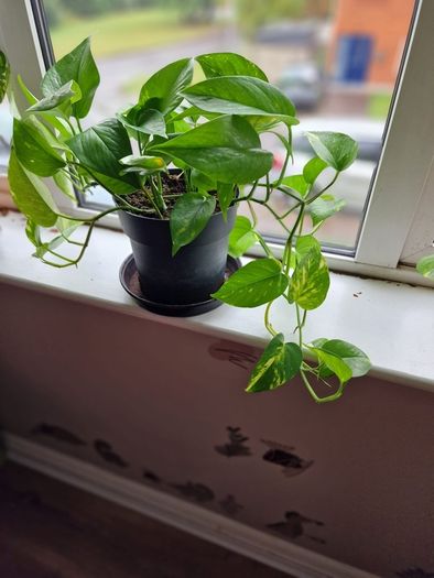 Devil's Ivy plant