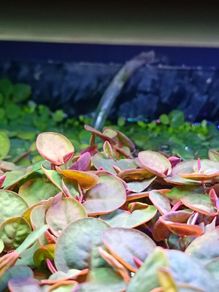 Premium Red Root Floaters & Frogbit