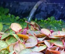 Premium Red Root Floaters & Frogbit