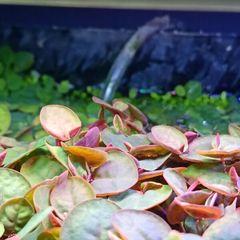Premium Red Root Floaters & Frogbit