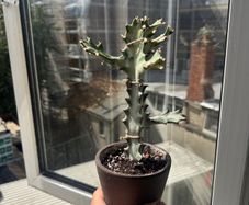 Euphorbia white ghost on sale