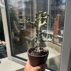 Rare Euphorbia white ghost on sale