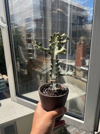 Euphorbia white ghost on sale