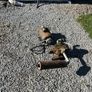 Vintage Cow Milking Machine / Dairy Equipment Image 2