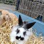 Rabbit Image 5