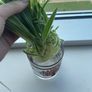 Spider Plants Image 2