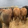 6 Super Bulls Image 4