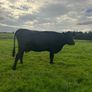 2nd calf AAX cow Image 5
