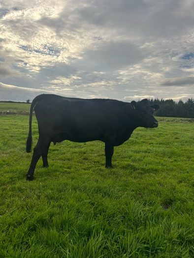 2nd calf AAX cow