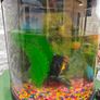 Fish Tank Image 2