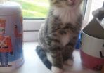 tabby girl