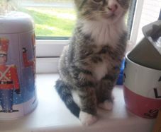 tabby girl