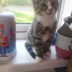 tabby girl