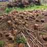 cut timber Image 2