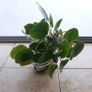 Chinese Money Plant - Pilea peperomioides Image 3