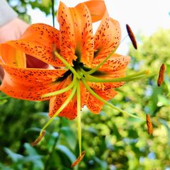 Martagon Lilies Gorey