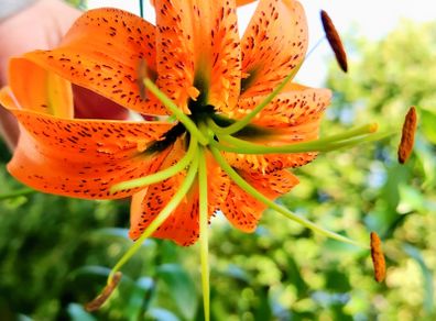 Martagon Lilies Gorey