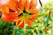 Martagon Lilies