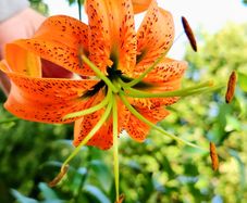 Martagon Lilies