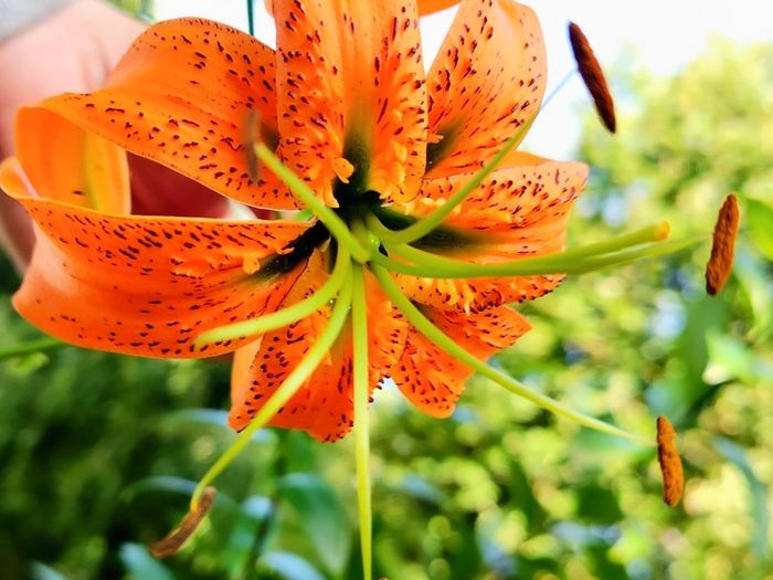 Plant Sale