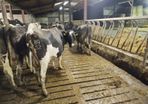 Empty Cows
