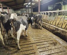 Empty Cows
