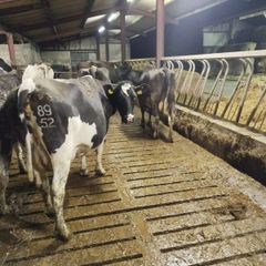 Empty Cows