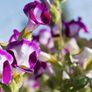 (T) Torenia Wishbone Flower Kauai Magenta seeds (10s) (415526) Image 2