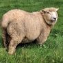 Galway Ram Lambs 2026 and Ram 2024 Image 5