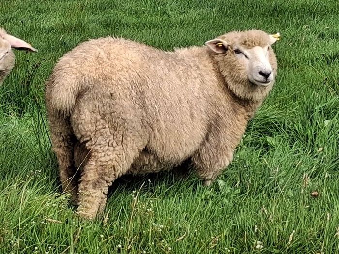 Galway Ram Lambs 2026 and Ram 2024