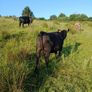 In calf heifers Image 3