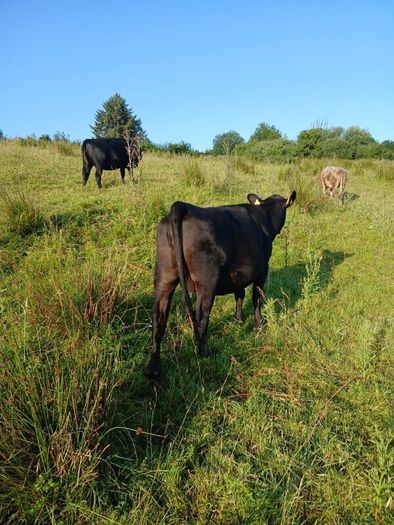 In calf heifers
