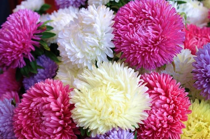 (A) Aster Lady Coral Formula seeds 0.2g (414628)