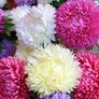 (A) Aster Lady Coral Formula seeds 0.2g (414628) Image 2
