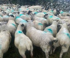 Store lambs