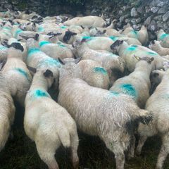 Store lambs
