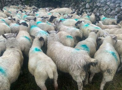 Store lambs