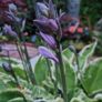 Potted plant Image 5