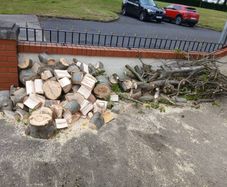 Beech fire wood