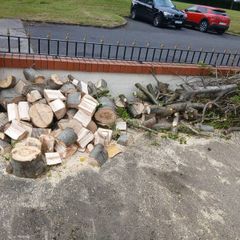 Beech fire wood