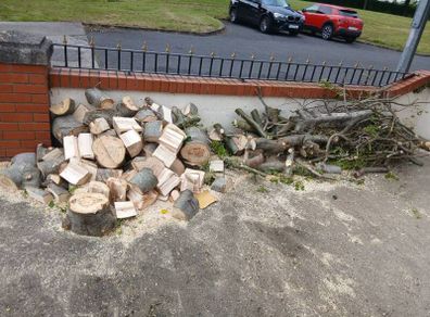 Beech fire wood